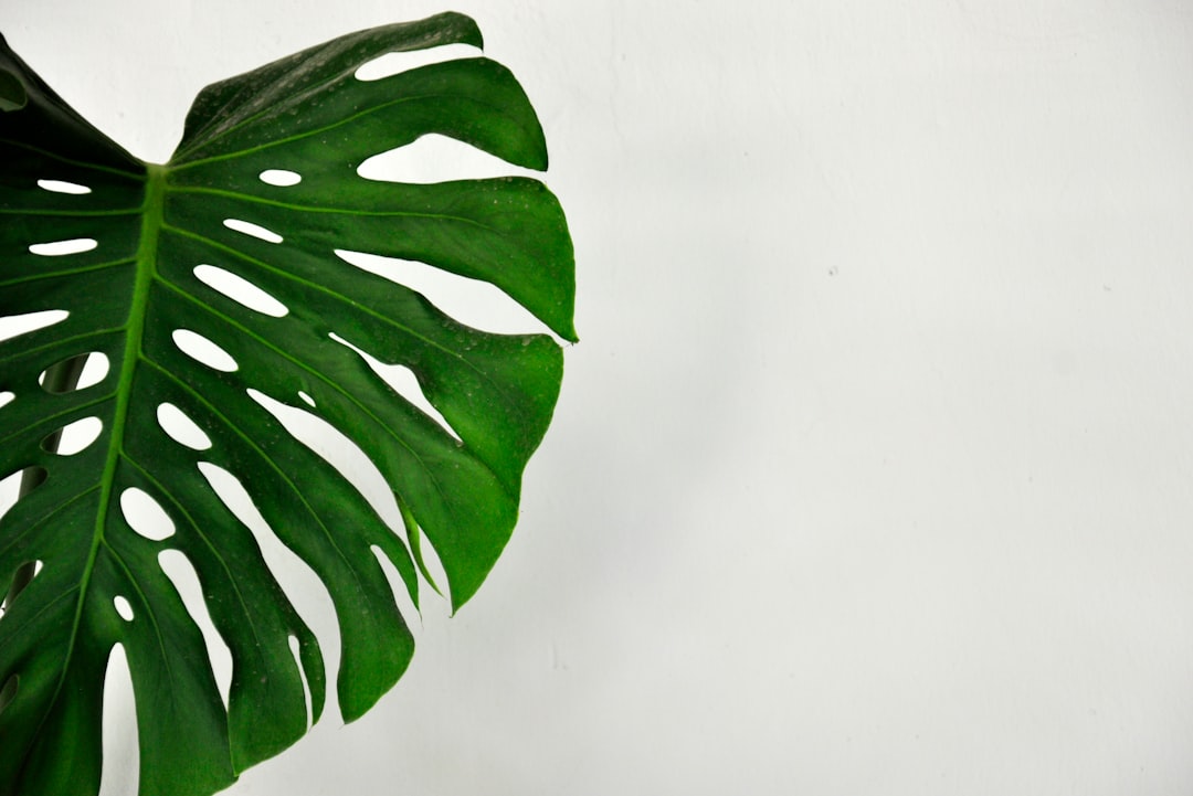 Photo Spider plant, curly leaves